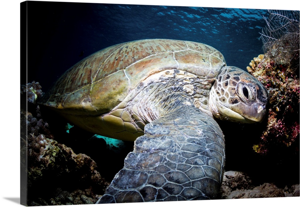 Portrait of a green turtle in the waters of Sipadan, Malaysia.