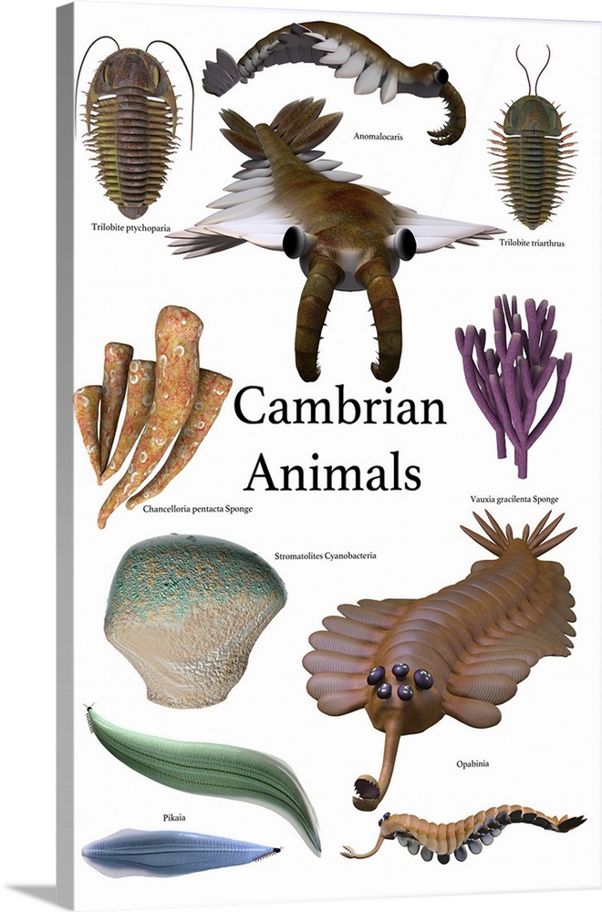Poster of prehistoric animals during the Cambrian period.