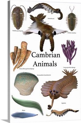 Poster of prehistoric animals during the Cambrian period