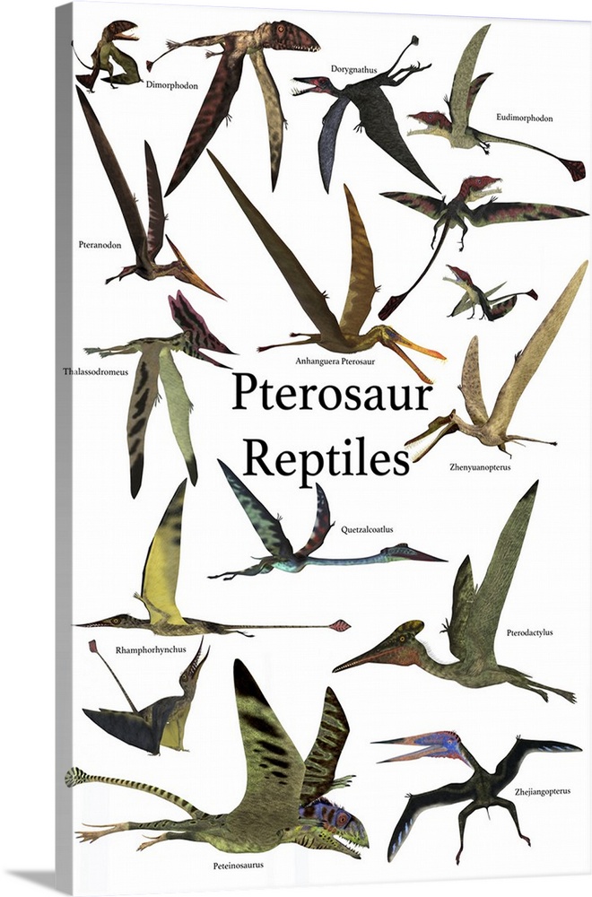 Poster of various flying pterosaur reptiles during the prehistoric age.