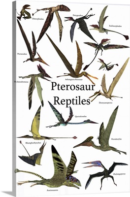 Poster of various flying pterosaur reptiles during the prehistoric age