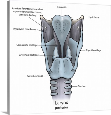 Posterior larynx anatomy with annotations