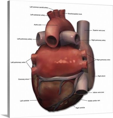 Posterior view of human heart anatomy with annotations