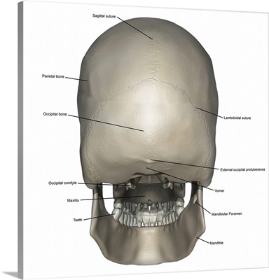 Posterior view of human skull anatomy with annotations