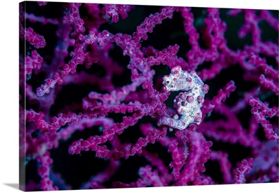 Pregnant pygmy seahorse in environment, Bohol Sea, Philippines