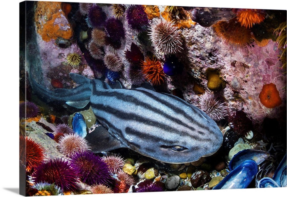 Pyjama shark resting in a little canyon between sea urchins, South Africa.