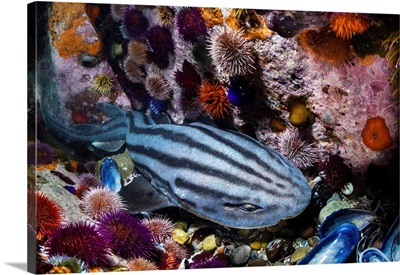 Pyjama Shark Resting In A Little Canyon Between Sea Urchins, South Africa