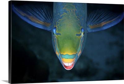 Queen Parrotfish feeding on algae