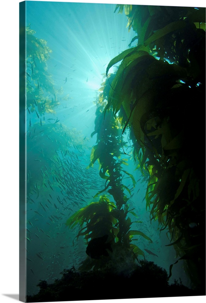 Rays of light shining through a kelp forest.