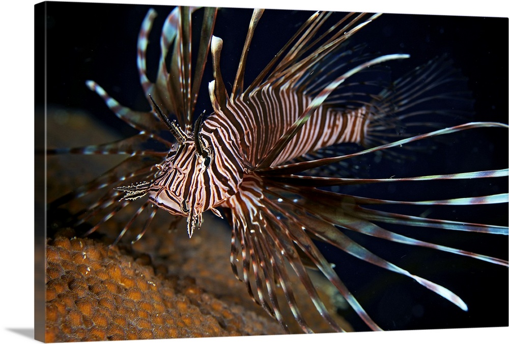 Red Lionfish flares its deadly spines as a warning to the photographer not to get any closer, Bonaire, Caribbean Netherlands.