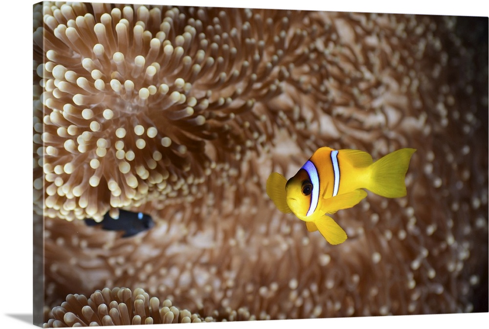 Red sea clownfish (Amphiprion bicinctus), Red Sea, Egypt.