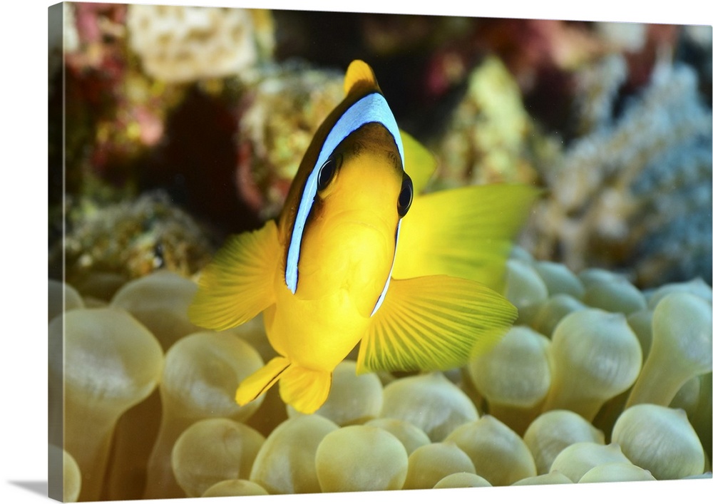 Red sea clownfish (Amphiprion bicinctus), Red Sea, Egypt.