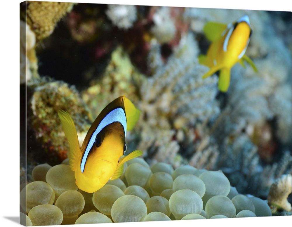 Red sea clownfish (Amphiprion bicinctus), Red Sea, Egypt.