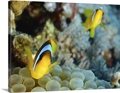 Red Sea Clownfish (Amphiprion Bicinctus), Red Sea, Egypt
