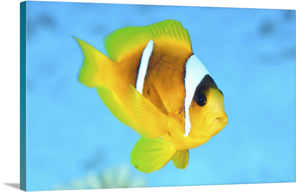 Red sea clownfish (Amphiprion bicinctus), Red Sea, Egypt.