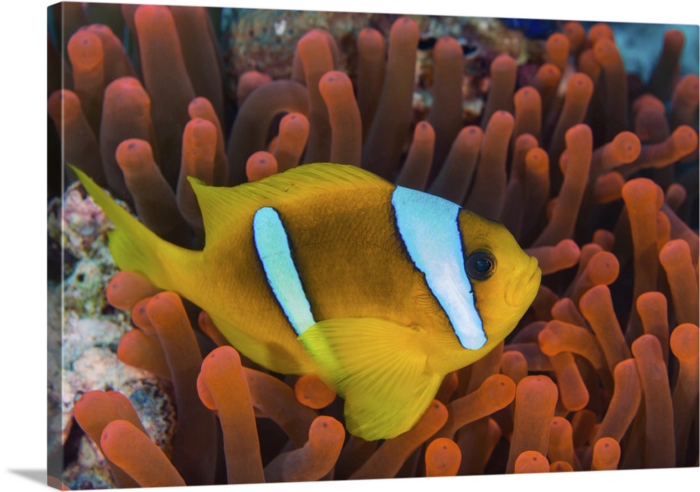 Red sea clownfish (Amphiprion bicinctus), Red Sea, Egypt.