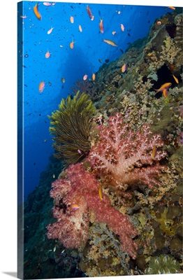 Red soft coral with crinoid and anthias fish, Papua New Guinea