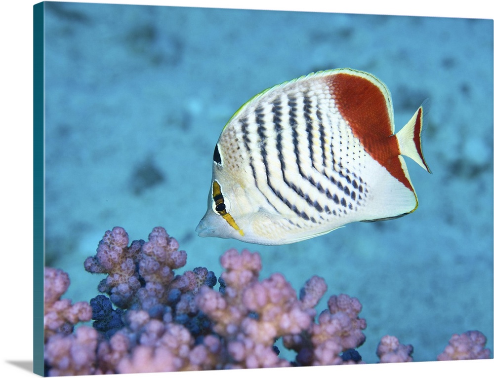 Redback butterflyfish, Red Sea, Egypt.