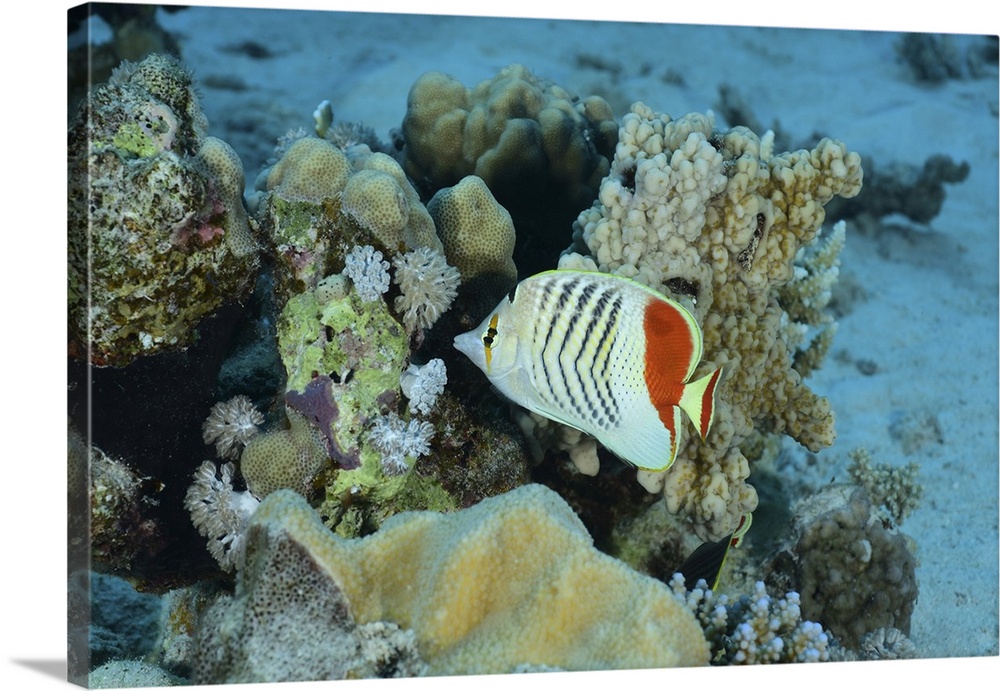 Redback butterflyfish, Red Sea, Egypt.