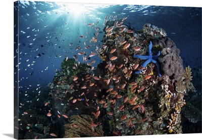 Reef fish swimming above a coral reef in the Lesser Sunda Islands of Indonesia
