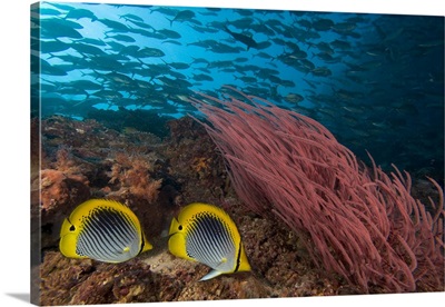 Reef scene with schooling jacks, Alcyonaria coral and spot-tailed butterfly fish