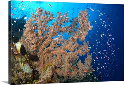Reef scene with sea fan, Papua New Guinea