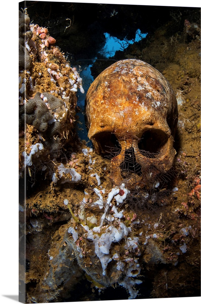 Remains found on a shipwreck in Truk Lagoon, Anilao, Philippines.