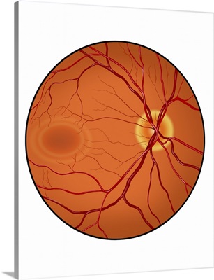 Retina of a normal eye
