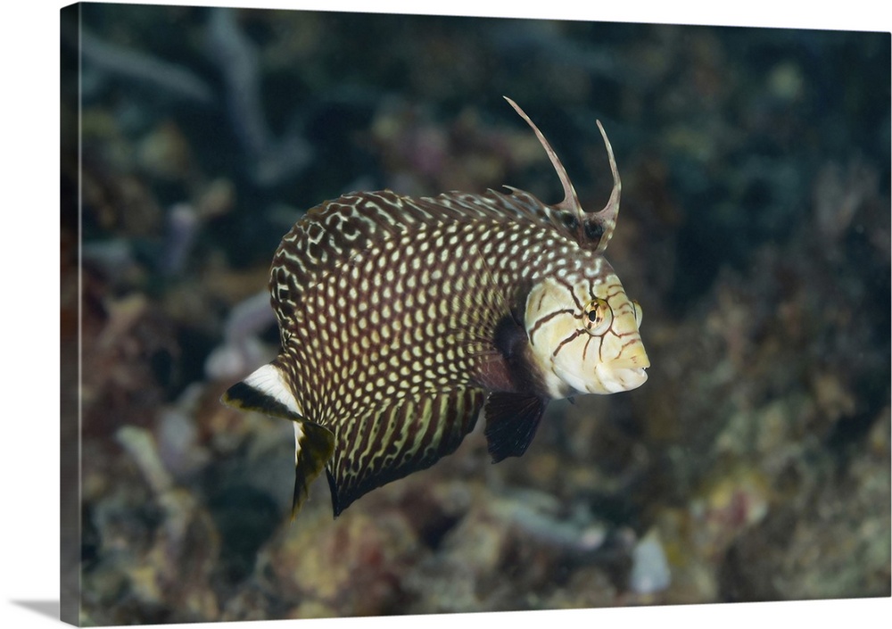 Rockmover wrasse, Yap, Micronesia.