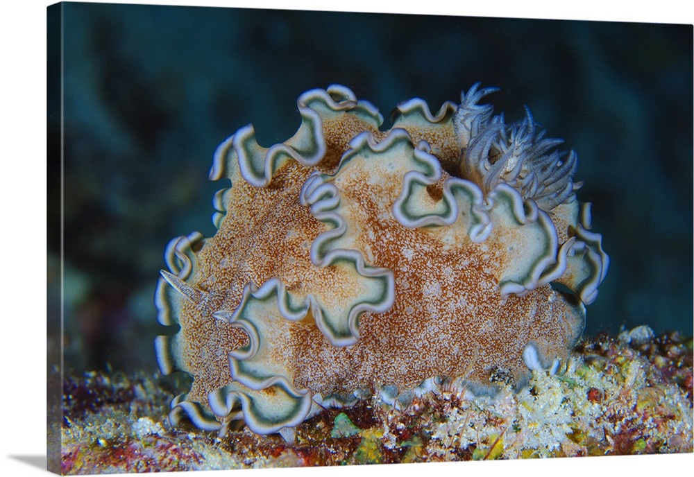 Ruffled nudibranch on coral, Solomons.