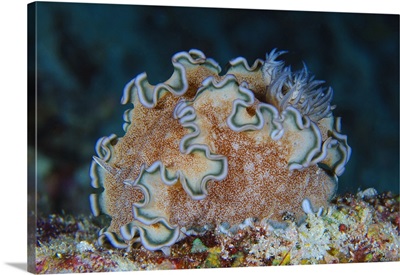 Ruffled nudibranch on coral, Solomons