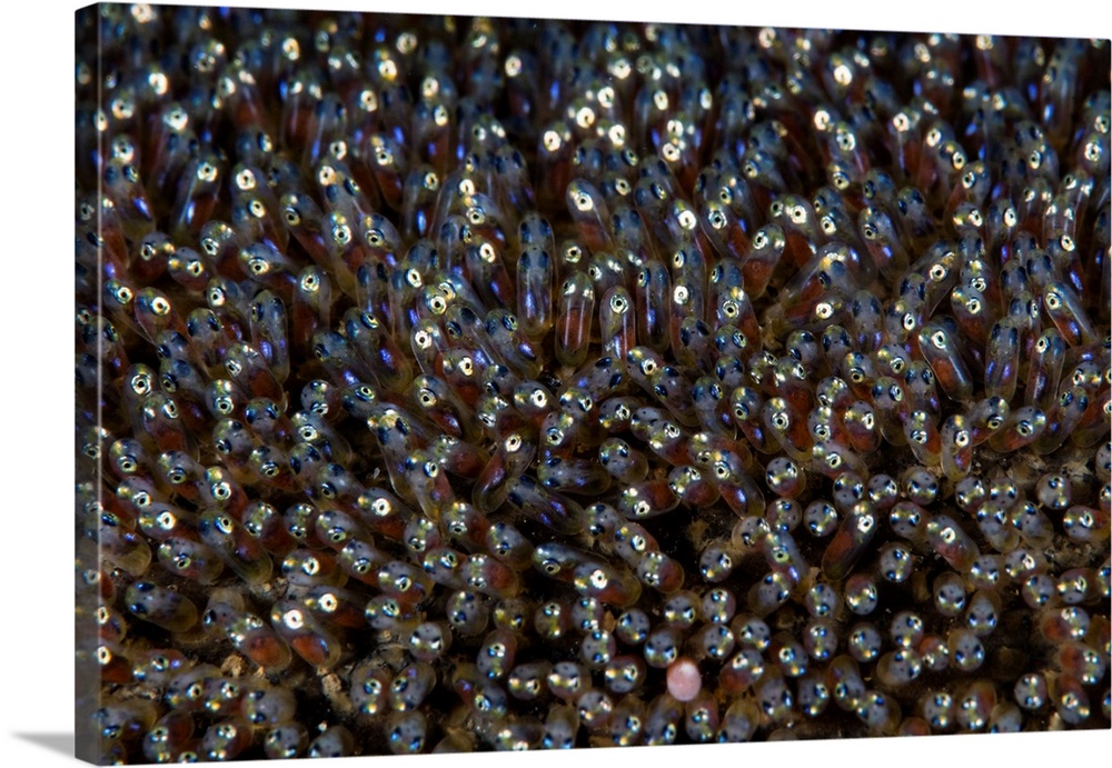 Saddleback anemonefish embryos develop on the seafloor.