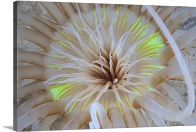 Sand Anemone with flurescent green coloring