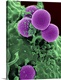 image thumbnail of Scanning electron micrograph of a human neutrophil ingesting MRSA.