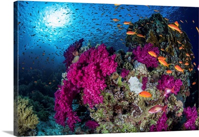 School Of Anthias Fish Swimming Over A Coral Bommie In The Red Sea