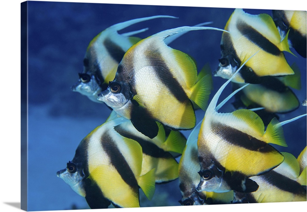 School of bannerfish, Red Sea, Egypt.