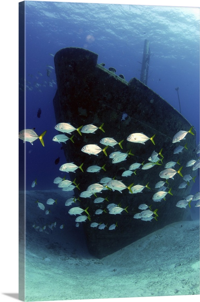 School of horse-eye jack fish swmming by the Ray of Hope shipwreck, Nassau, The Bahamas.