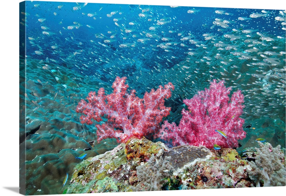 School of small fish and coral, Christmas Point, Similan Islands, Thailand.
