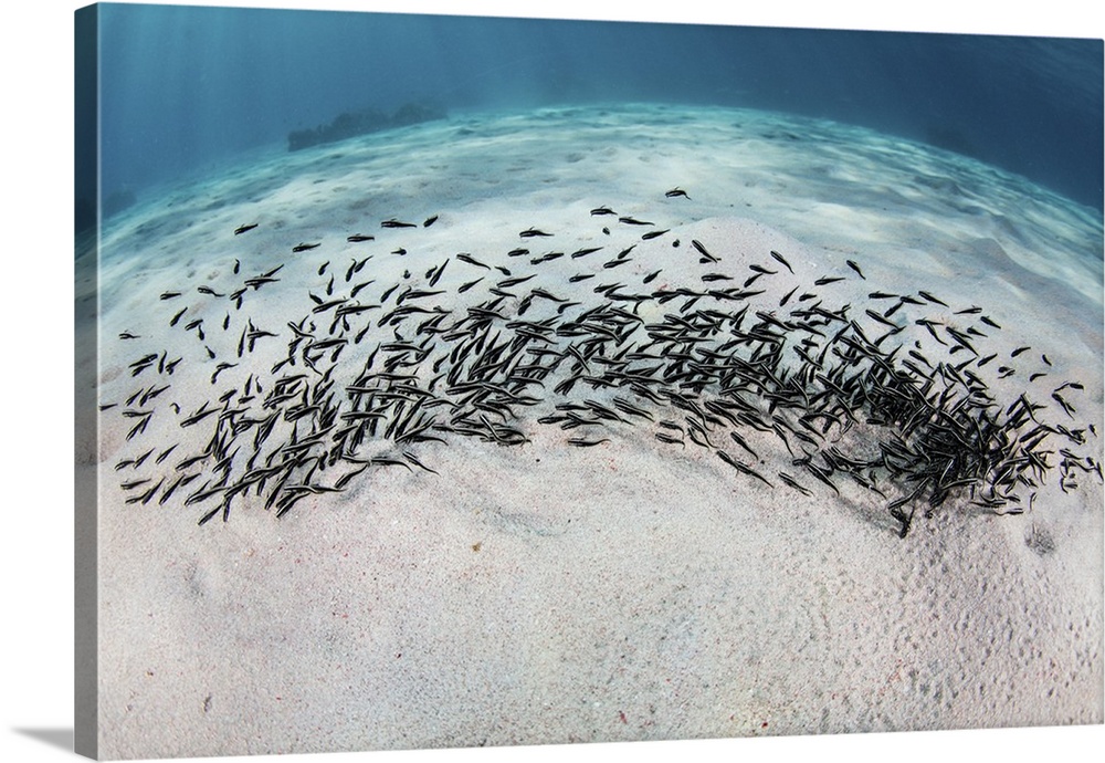 A school of juvenile striped eel catfish swimming over the seafloor in Komodo National Park.