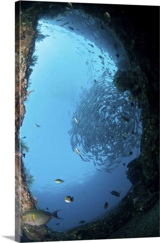 School of trevally seen through hole in the hull of Liberty Wreck, Bali, Indonesia.