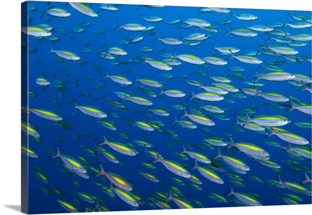 School of wide-band fusilier fish, Papua New Guinea.