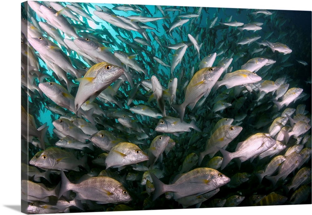 School of yellow snapper in Cabo Pulmo, Mexico.