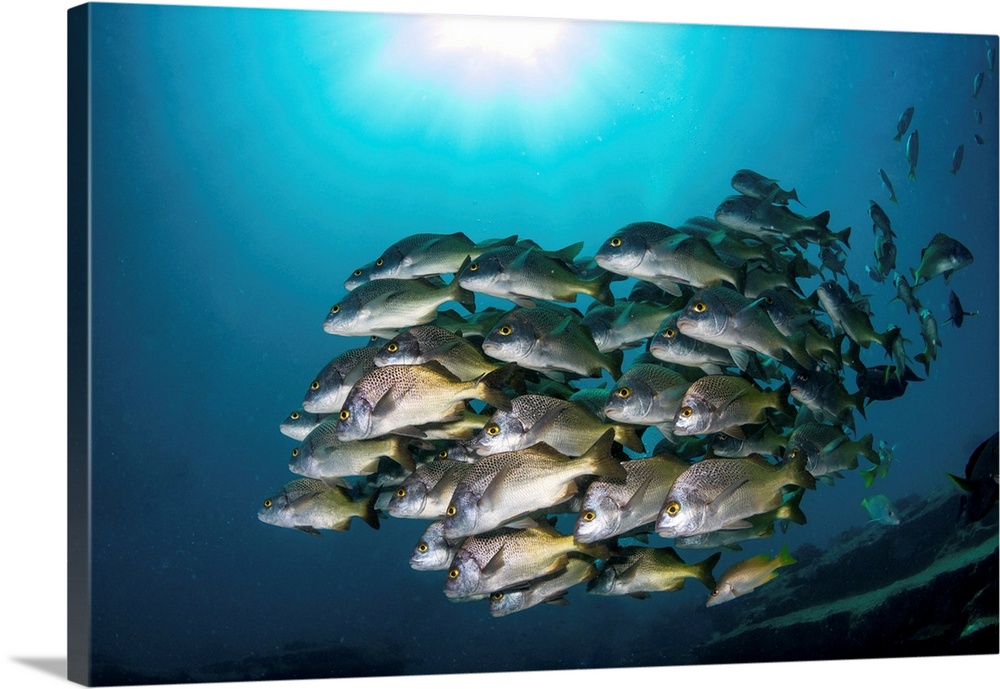 School of yellow snapper in Cabo Pulmo, Mexico.