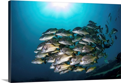 School Of Yellow Snapper In Cabo Pulmo, Mexico