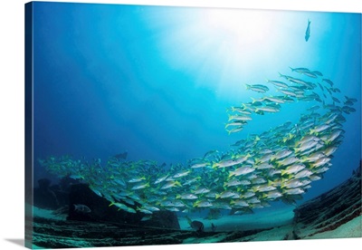 School Of Yellow Snapper Swimming Over The Wreck Of El Vencedor In The Sea Of Cortez