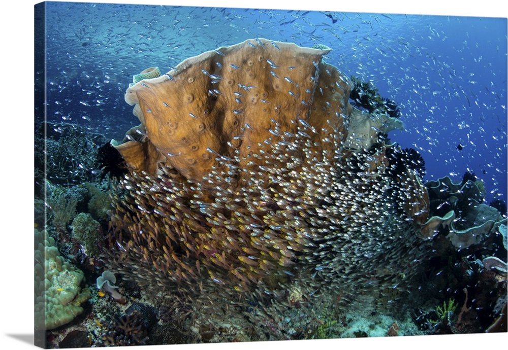 Schooling cardinalfish and sweepers gather under corals on a beautiful reef in Raja Ampat, Indonesia. This remote region i...