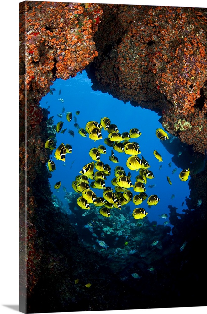 Schooling raccoon butterflyfish (Chaetodon lunula) framed in a lava formation off the island of Lanai, Hawaii.