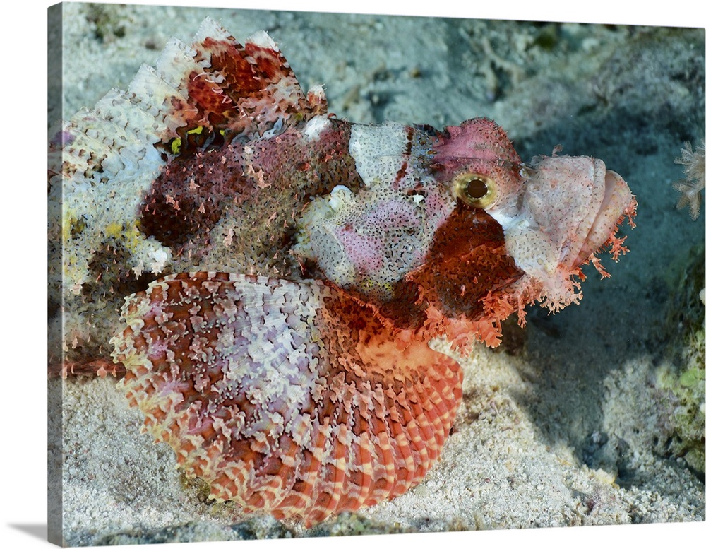 Scorpionfish, Red Sea, Egypt.