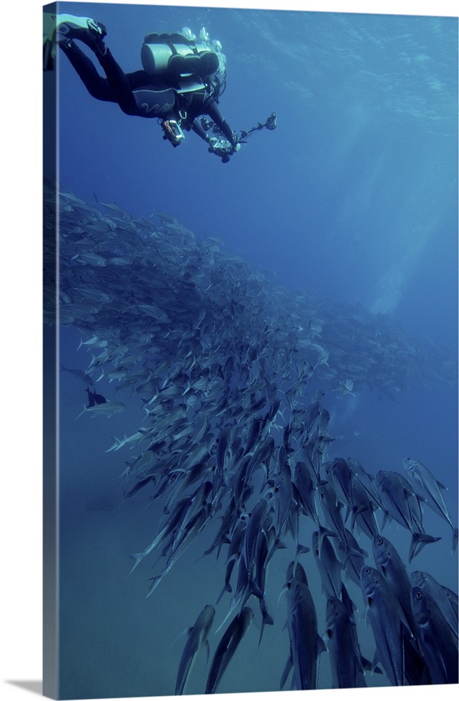 Scuba diver swimming over a massive school of jack fish.