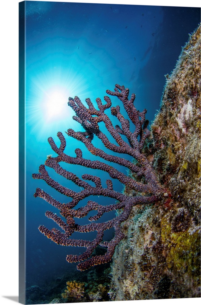 Sea fan. Sea of Cortez, La Paz, Baja California Sur, Mexico.